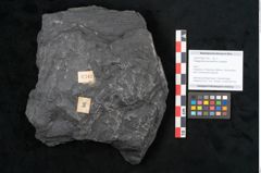Foto (Objekt + Etikett) von Noeggerathia palmaeformis Goeppert (NHMW-GEO-2024-0188-10743)